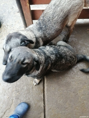 Vînd căței rasa Kangal  - imagine 2