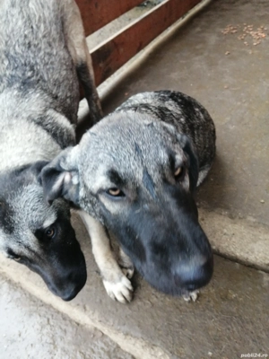 Vînd căței rasa Kangal  - imagine 3