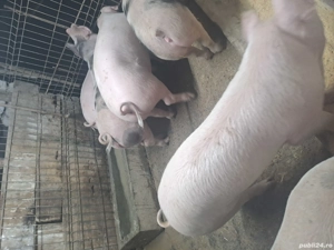 Porci 60- 80 kg - imagine 2