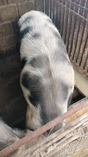 Porc pietrean de vânzare! 