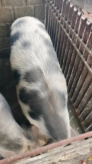 Porc pietrean de vânzare!  - imagine 2