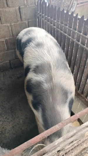 Porc pietrean de vânzare!  - imagine 3