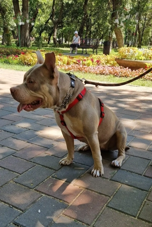 Femela American bully Standard trylilac - imagine 2