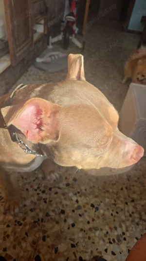 Femela American bully Standard trylilac - imagine 3