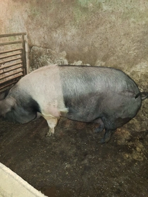 Vând porc gras 16 lei kg crescut bio  - imagine 2