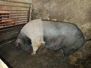 Vând porc gras 16 lei kg crescut bio  - imagine 4