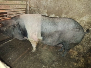 Porci grași bazna, crescuți bio