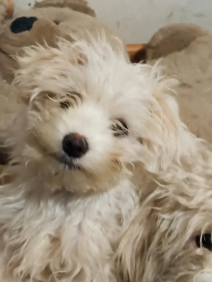 Suntem 4 fetițe bichon maltez,căutăm stăpâni noi