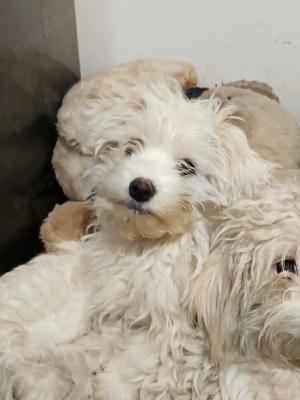 Suntem 4 fetițe bichon maltez,căutăm stăpâni noi - imagine 2