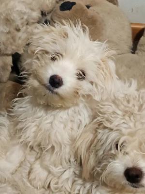 Suntem 4 fetițe bichon maltez,căutăm stăpâni noi - imagine 3