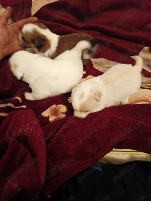 Suntem 4 fetițe bichon maltez,căutăm stăpâni noi - imagine 4