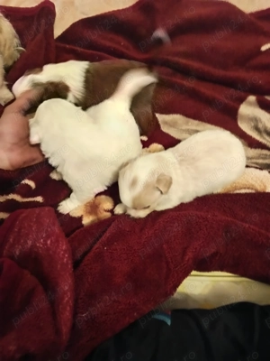 Suntem 4 fetițe bichon maltez,căutăm stăpâni noi - imagine 6