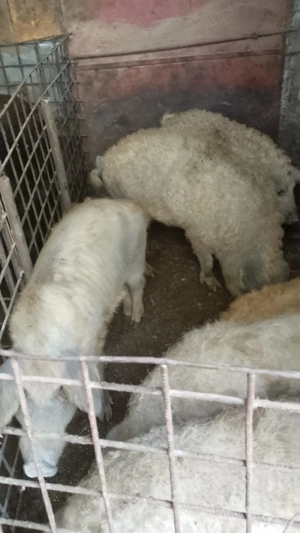 Porci mangalița - imagine 2