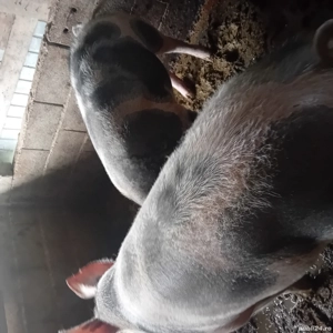 disponibil pentru cei interesați  - imagine 2