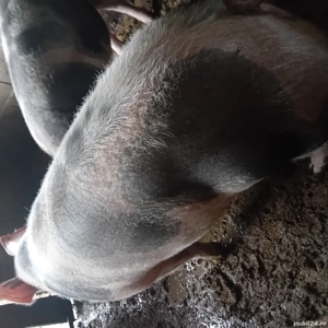 disponibil pentru cei interesați  - imagine 4