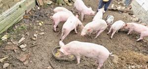 vand purcei - imagine 2