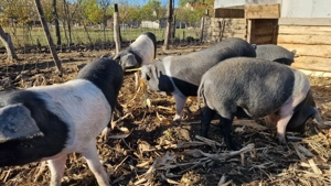 Bazna rasă pură  - imagine 2