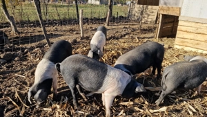 Bazna rasă pură  - imagine 5