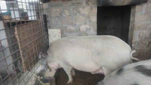 Vând porci - imagine 3