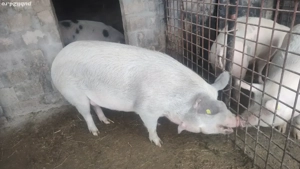 Vând porci - imagine 4