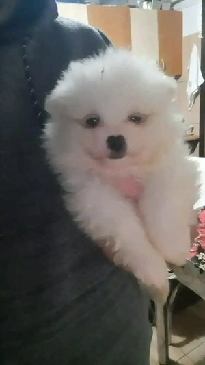 pomeranian mini - imagine 2