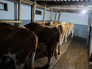 Juninci baltata romaneasca