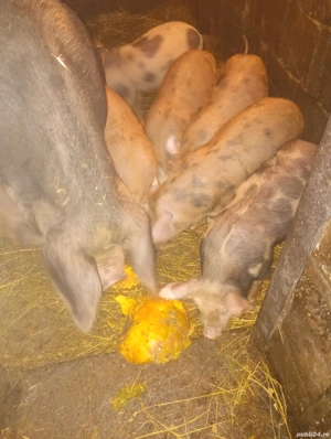 purcei pietran - imagine 3