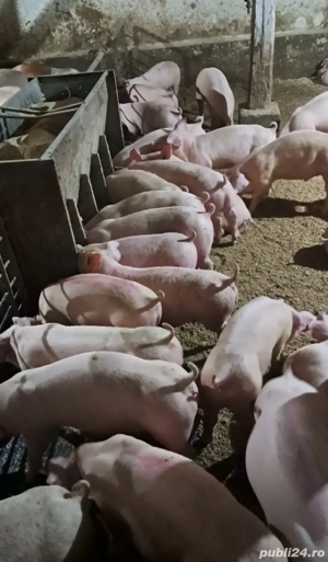porci pentru sacrificare - imagine 2