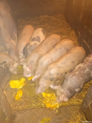 purcei pietran - imagine 2