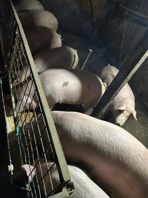 Vand porci  - imagine 3