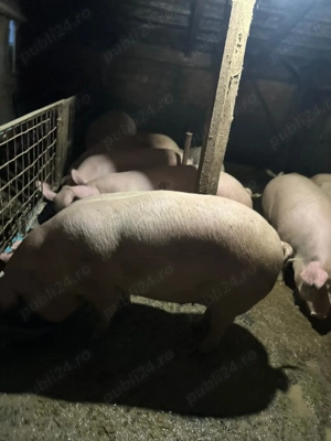 Vand porci  - imagine 2