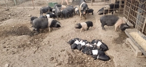 Purcei Bazna rasă pură.  - imagine 4