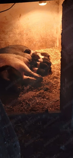 Purcei Bazna rasă pură.  - imagine 2