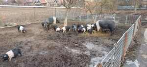 Purcei Bazna rasă pură.  - imagine 3