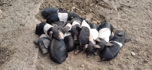 Purcei Bazna rasă pură. 