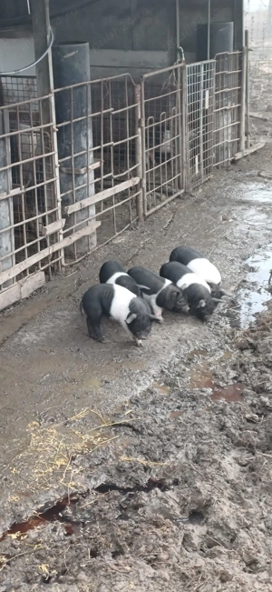 Purcei Bazna rasă pură.  - imagine 5