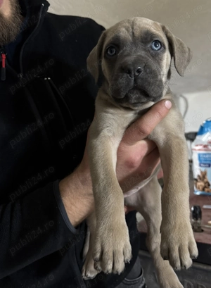  Cane Corso 