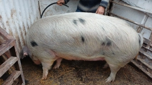 Purcea de vanzare 290-300 kg