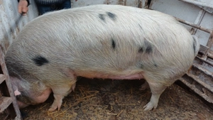 Purcea de vanzare 290-300 kg - imagine 2