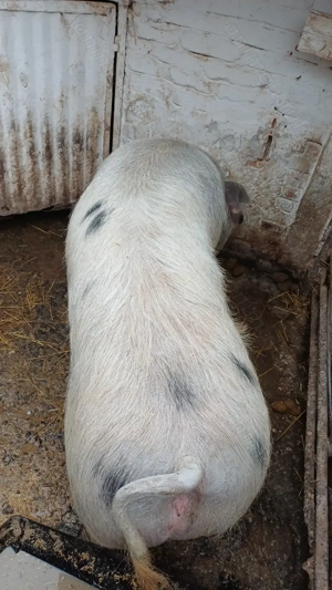 Purcea de vanzare 290-300 kg - imagine 4