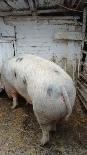 Purcea de vanzare 290-300 kg - imagine 3