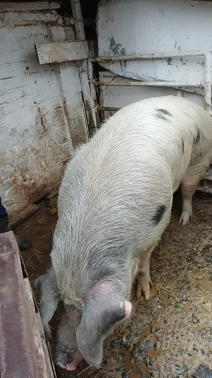 Purcea de vanzare 290-300 kg - imagine 5