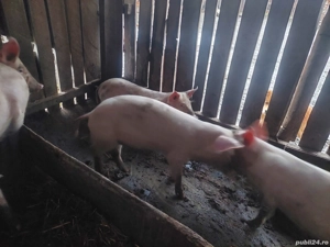 vand purcei  - imagine 2