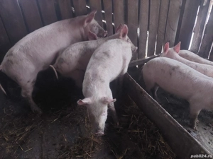 vand purcei  - imagine 4