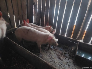 vand purcei  - imagine 3