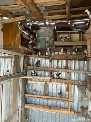 porumbei viorii  - imagine 2