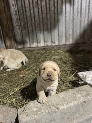 Pui Labrador Retriever  - imagine 3