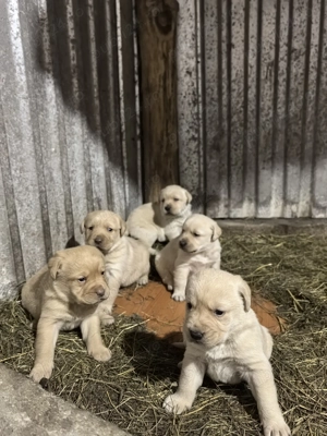 Pui Labrador Retriever  - imagine 4