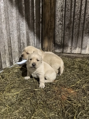 Pui Labrador Retriever  - imagine 2