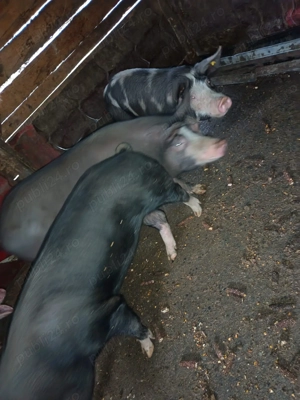 Porci de vânzare  - imagine 2